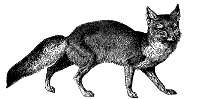 File:Red Fox.png