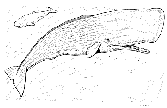 File:MERP Whales.png