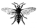 Ground Bee.png