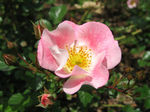 Eglantine