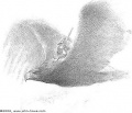John Howe - Gwaihir Windlord (sketch).jpg
