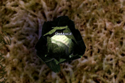 Cabbage.png