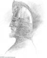 John Howe - Rider of Rohan (sketch).jpg